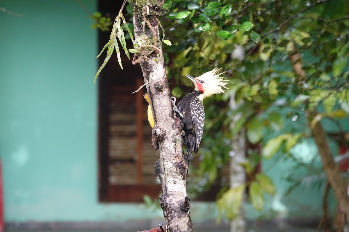Blond-crested Woodpecker - Paul Bartlett