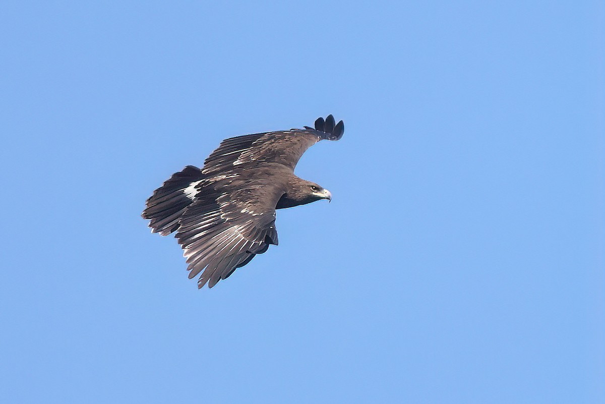 Greater Spotted Eagle - ML615458057