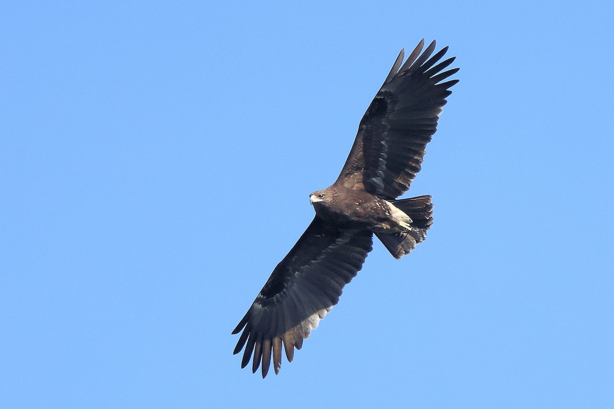 Greater Spotted Eagle - ML615458058