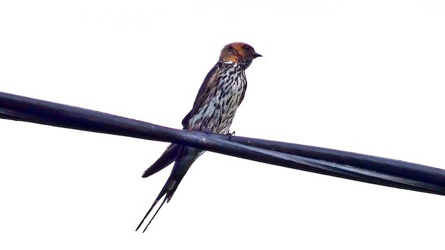 Lesser Striped Swallow - ML615458210