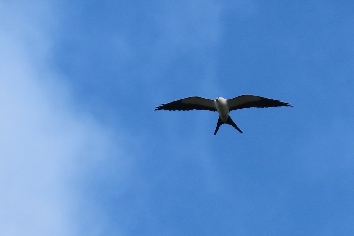 Swallow-tailed Kite - ML615458270