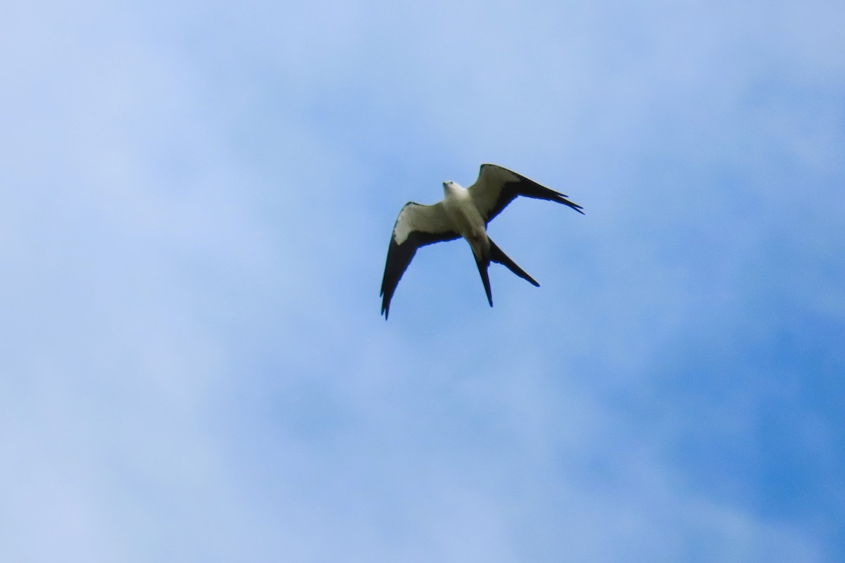 Swallow-tailed Kite - ML615458271