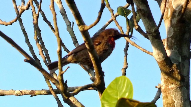 Scarlet-chested Sunbird - ML615458282