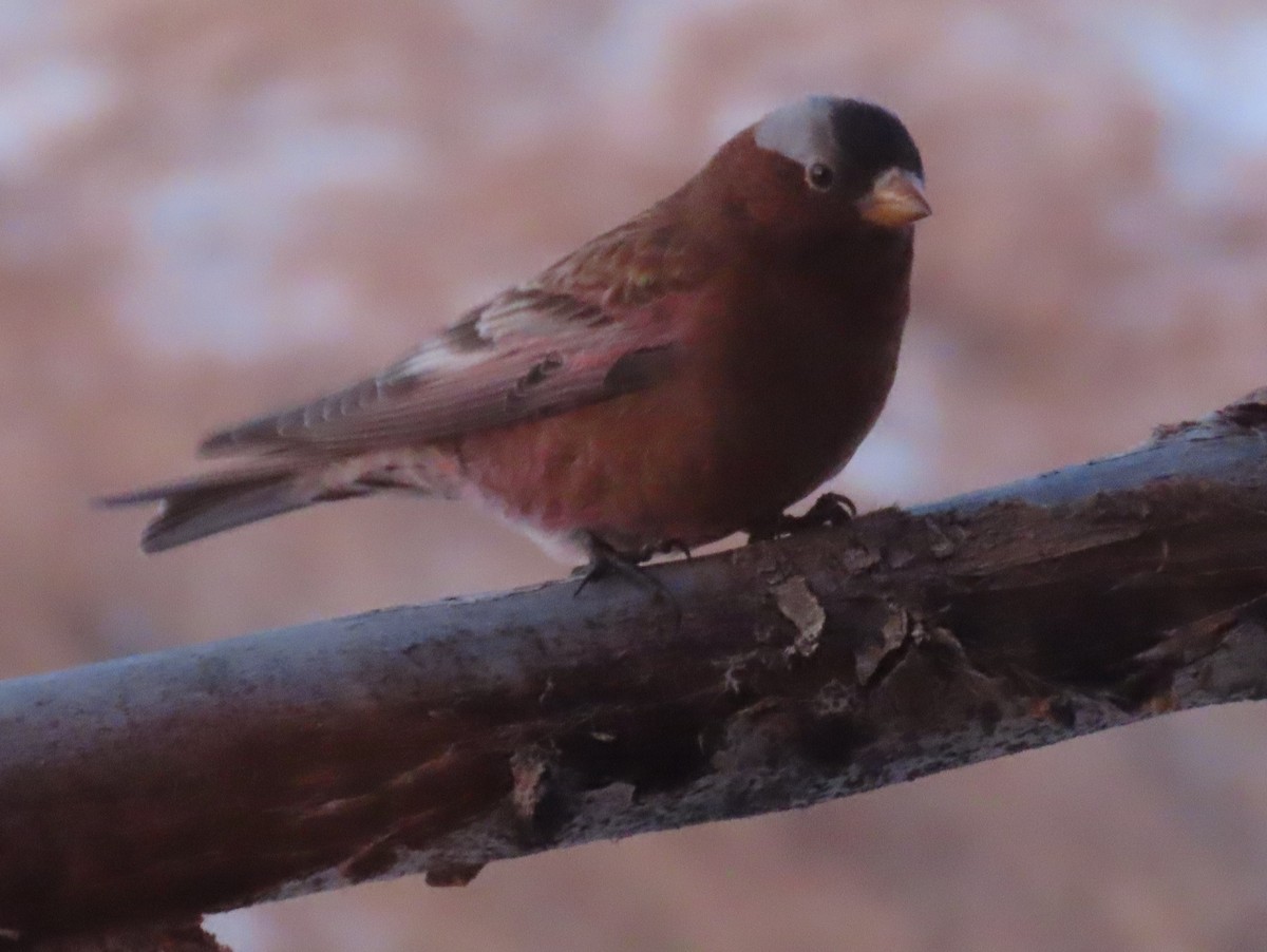 Gray-crowned Rosy-Finch - ML615458294