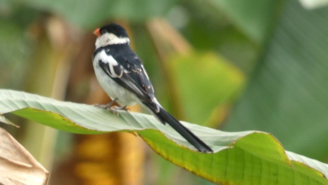 Pin-tailed Whydah - ML615458324