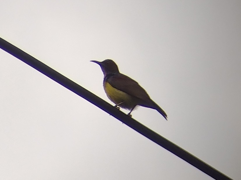 Brown-throated Sunbird - ML615458418