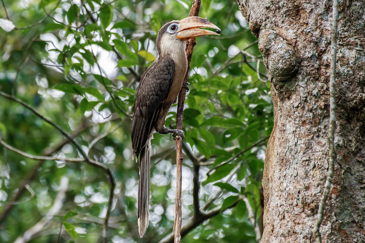 Brown Hornbill - Natthaphat Chotjuckdikul