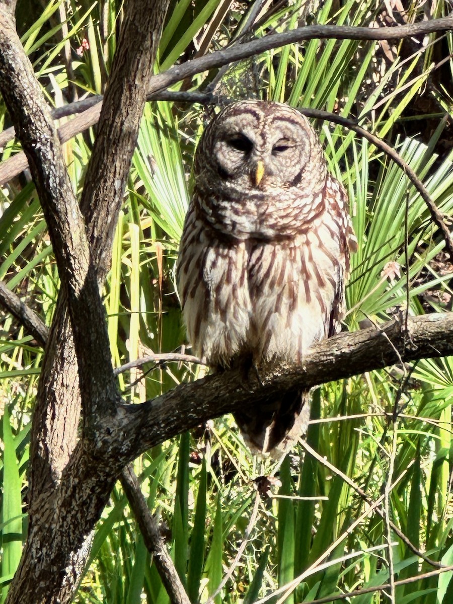 Barred Owl - Susan Killeen