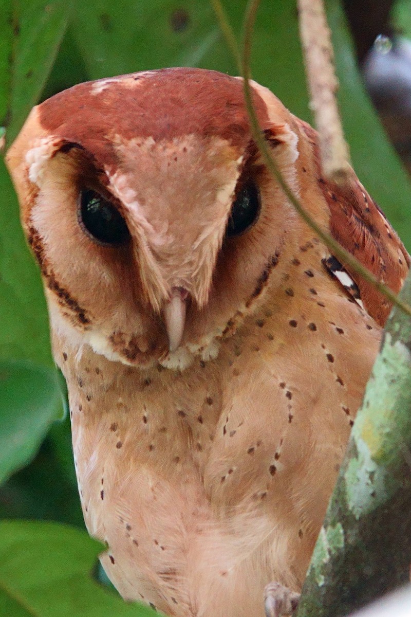 Sri Lanka Bay-Owl - Paul Holmes