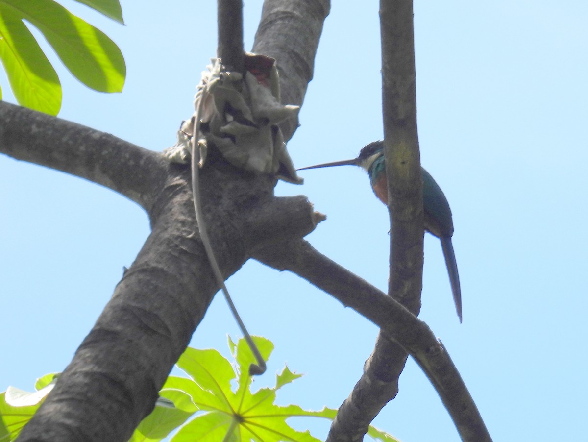 Rufous-tailed Jacamar (Spot-tailed) - ML615458821