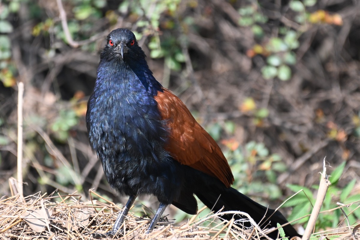 Greater Coucal - ML615458971