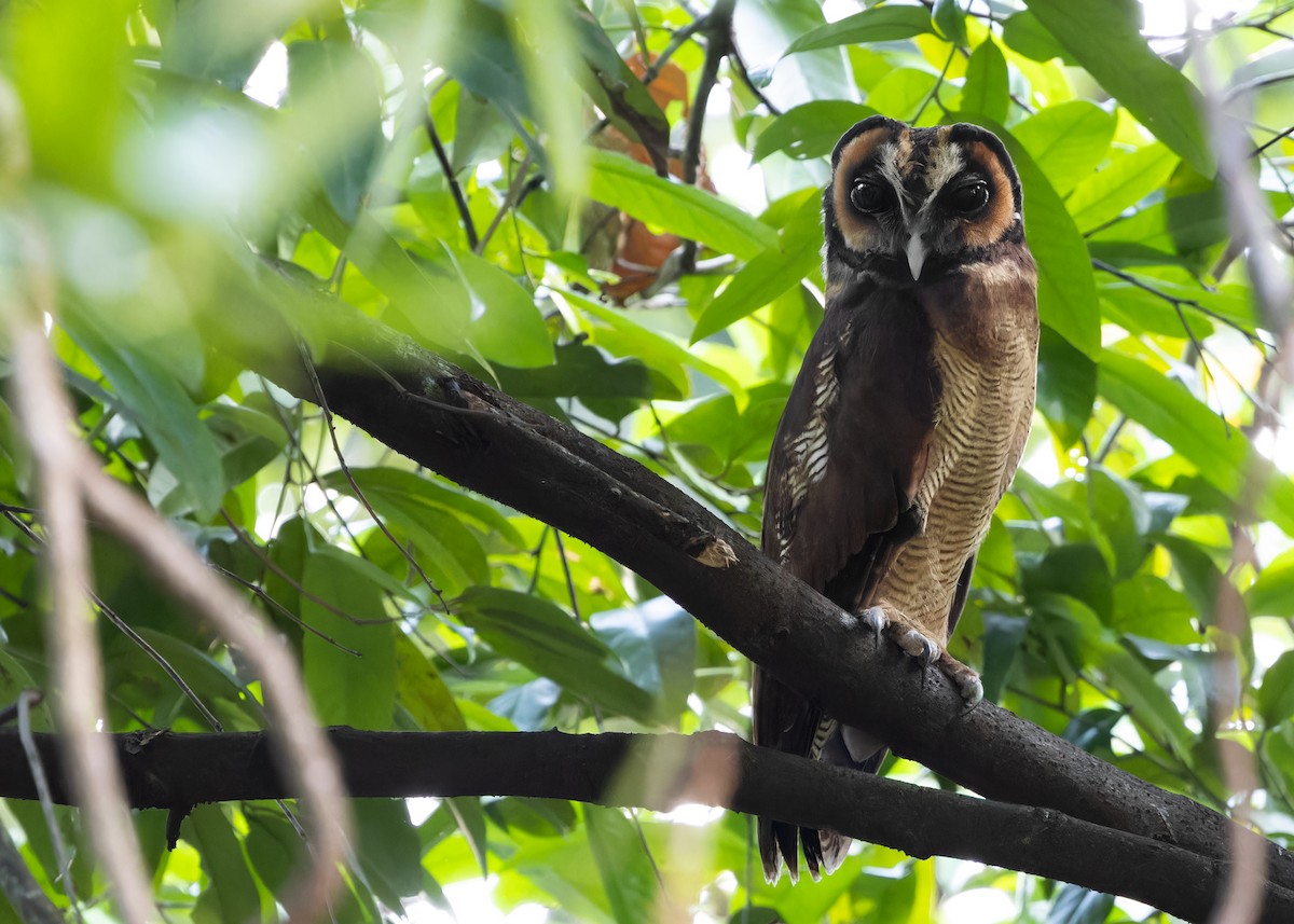 Brown Wood-Owl (Brown) - ML615459153