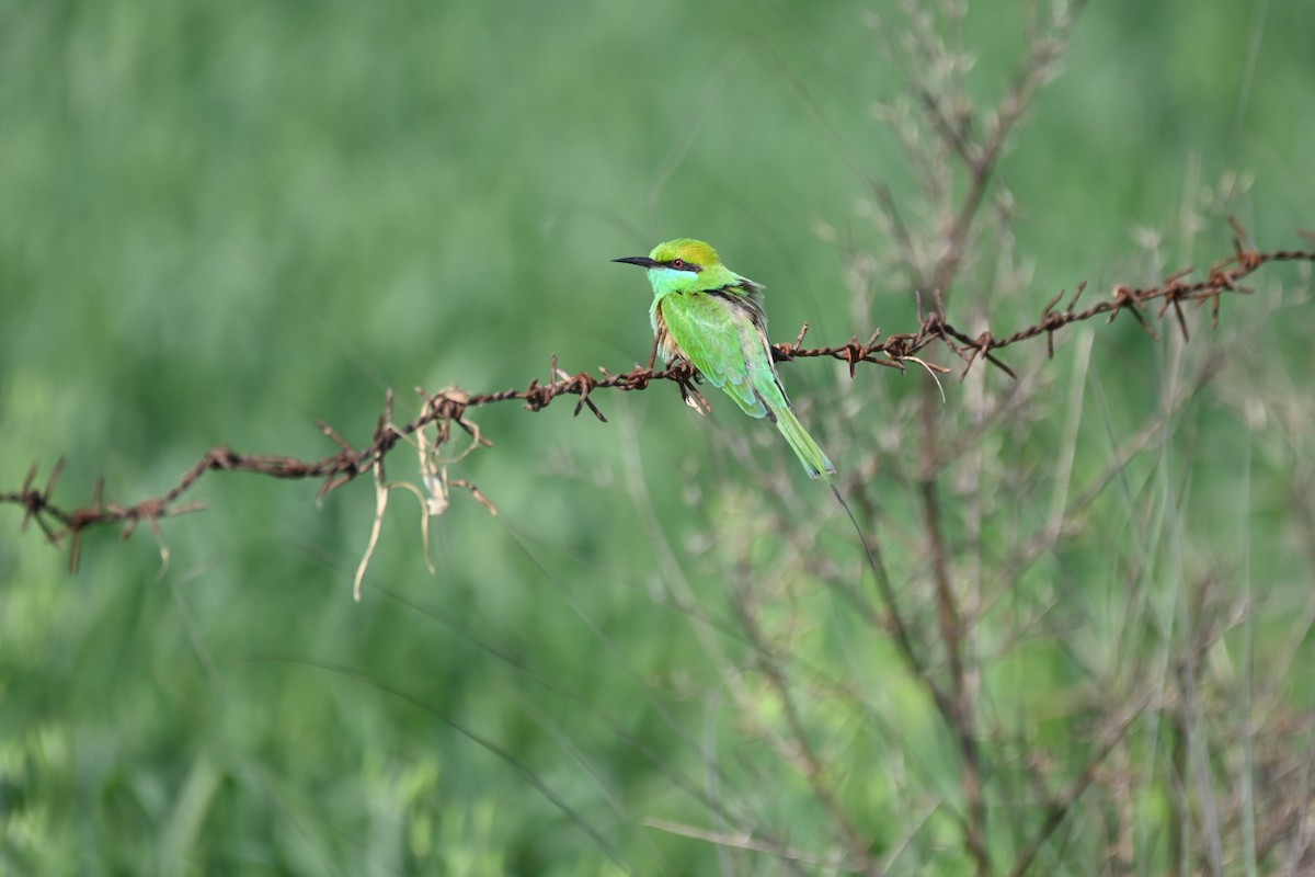 Asian Green Bee-eater - ML615459238