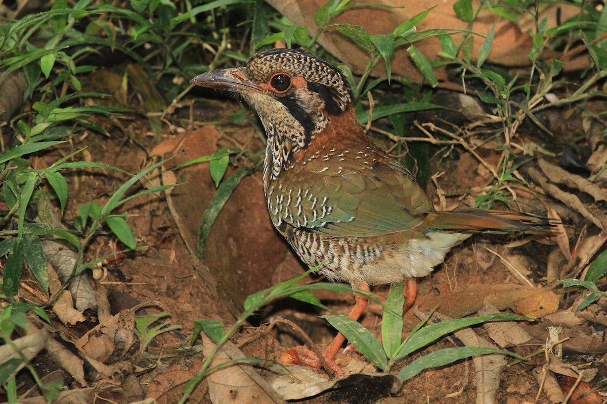 Scaly Ground-Roller - ML615459329