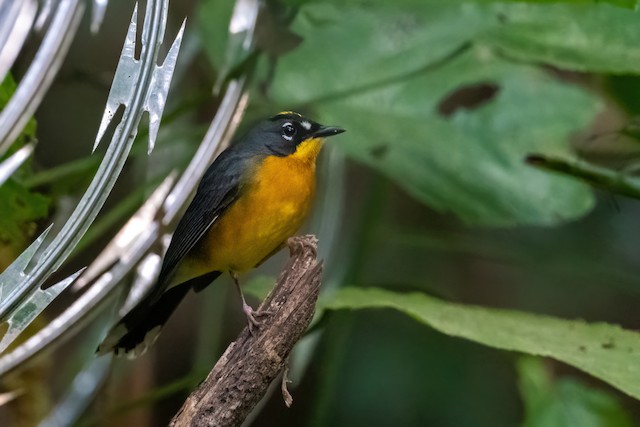 Fan-tailed Warbler