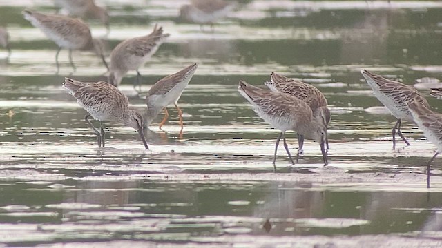 Asian Dowitcher - ML615459522