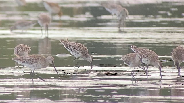 Asian Dowitcher - ML615459523