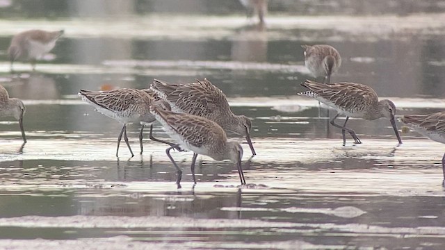 Asian Dowitcher - ML615459525