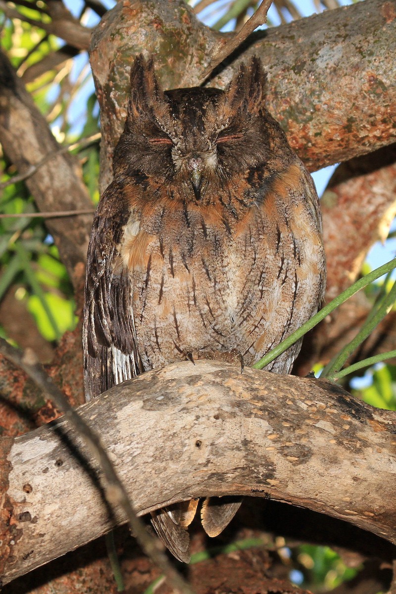 Madagascar Scops-Owl (Torotoroka) - ML615459541