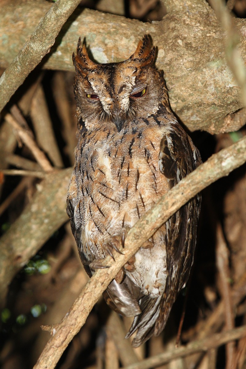 Madagascar Scops-Owl (Torotoroka) - ML615459542