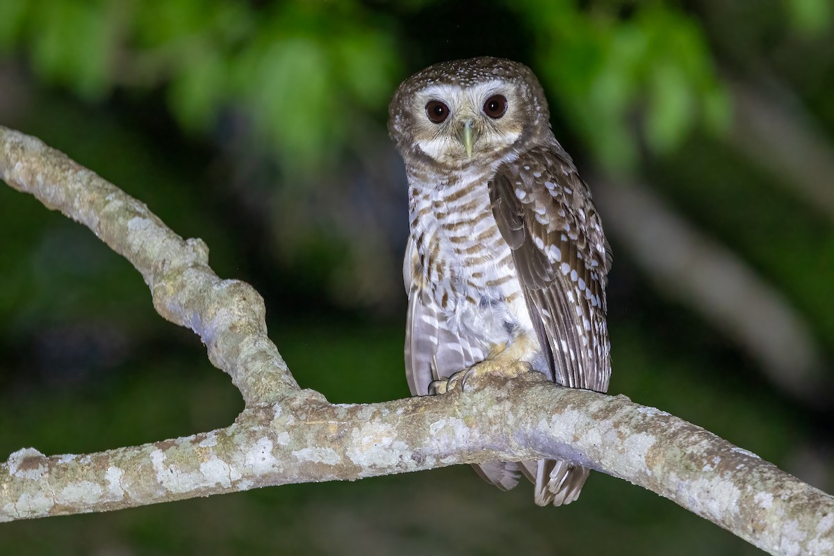White-browed Owl - Daniel Danckwerts (Rockjumper Birding Tours)