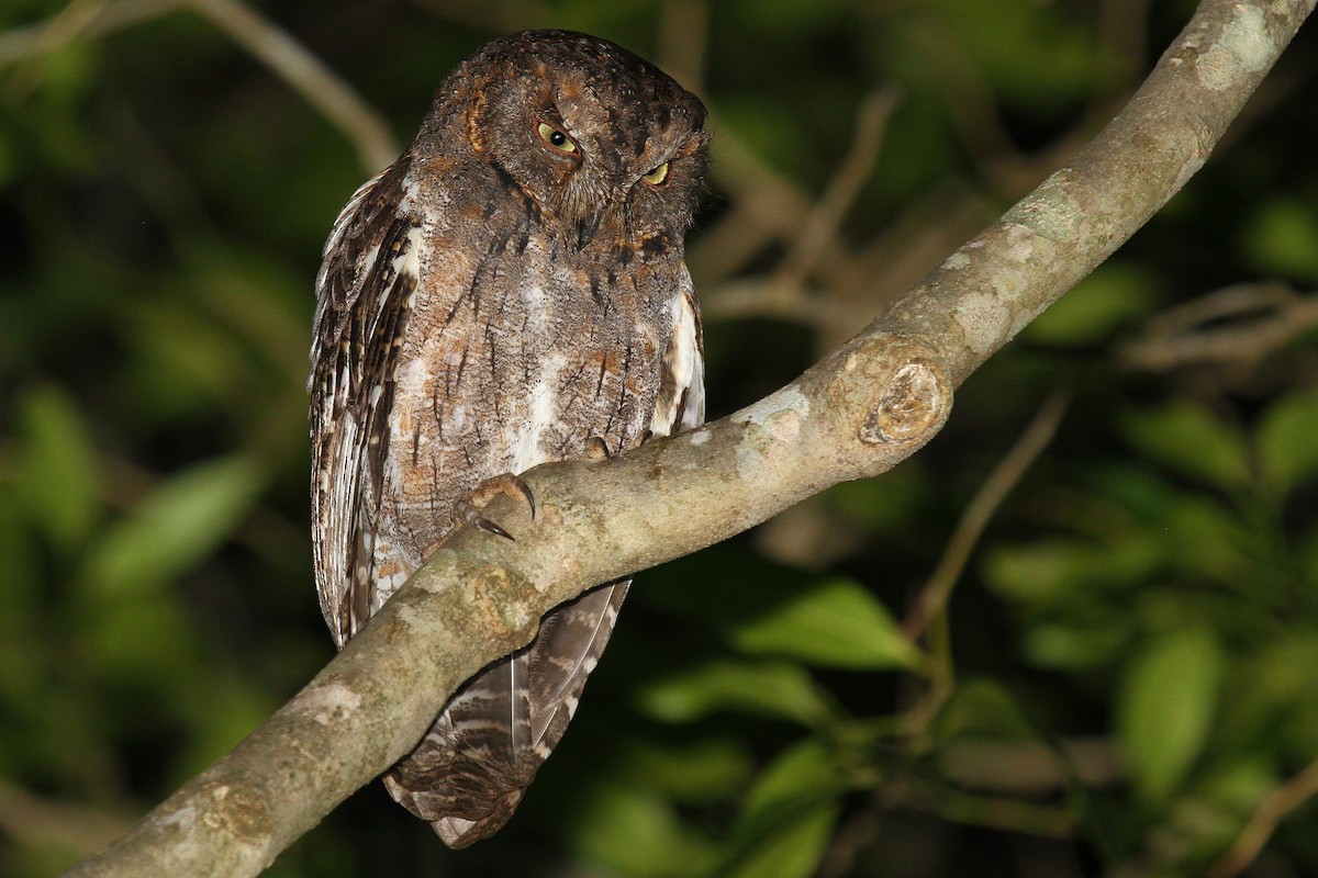 Madagascar Scops-Owl (Torotoroka) - ML615459554