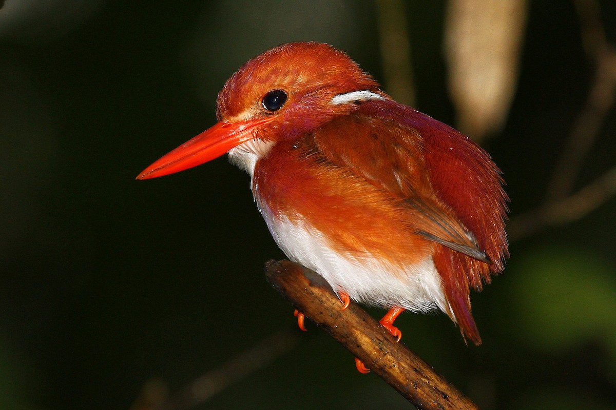 Madagascar Pygmy Kingfisher - ML615459594