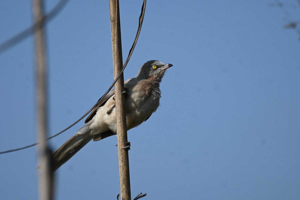 Large Gray Babbler - Anshu Arora