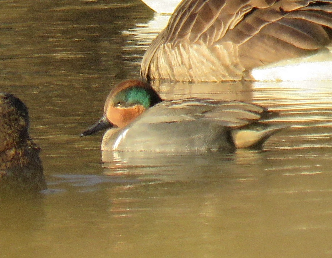 Green-winged Teal - ML615459743