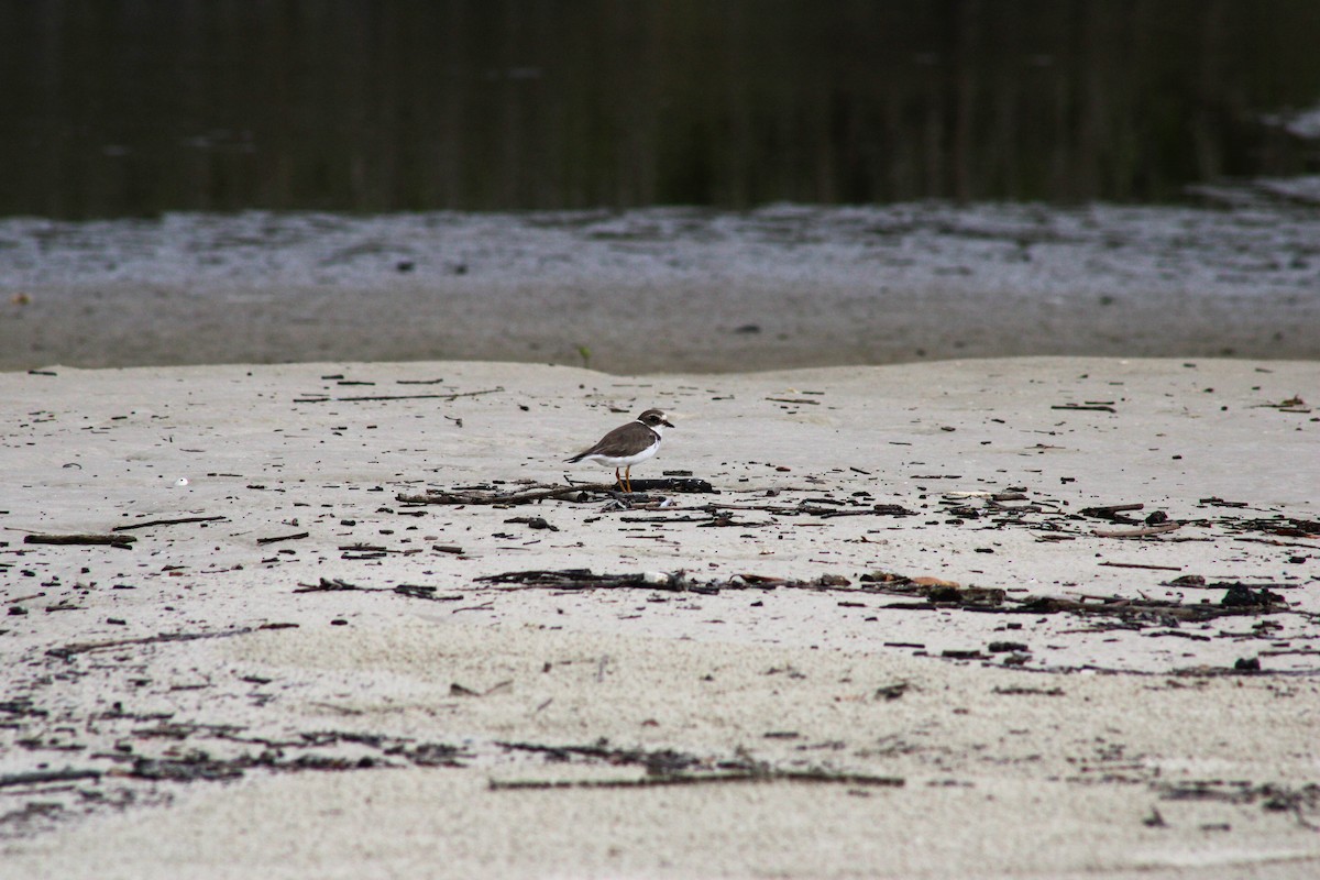 Semipalmated Plover - ML615459842