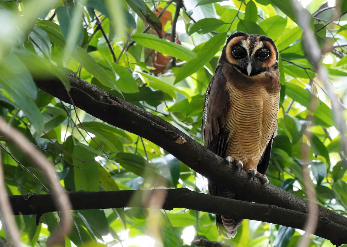 Brown Wood-Owl (Brown) - ML615459859
