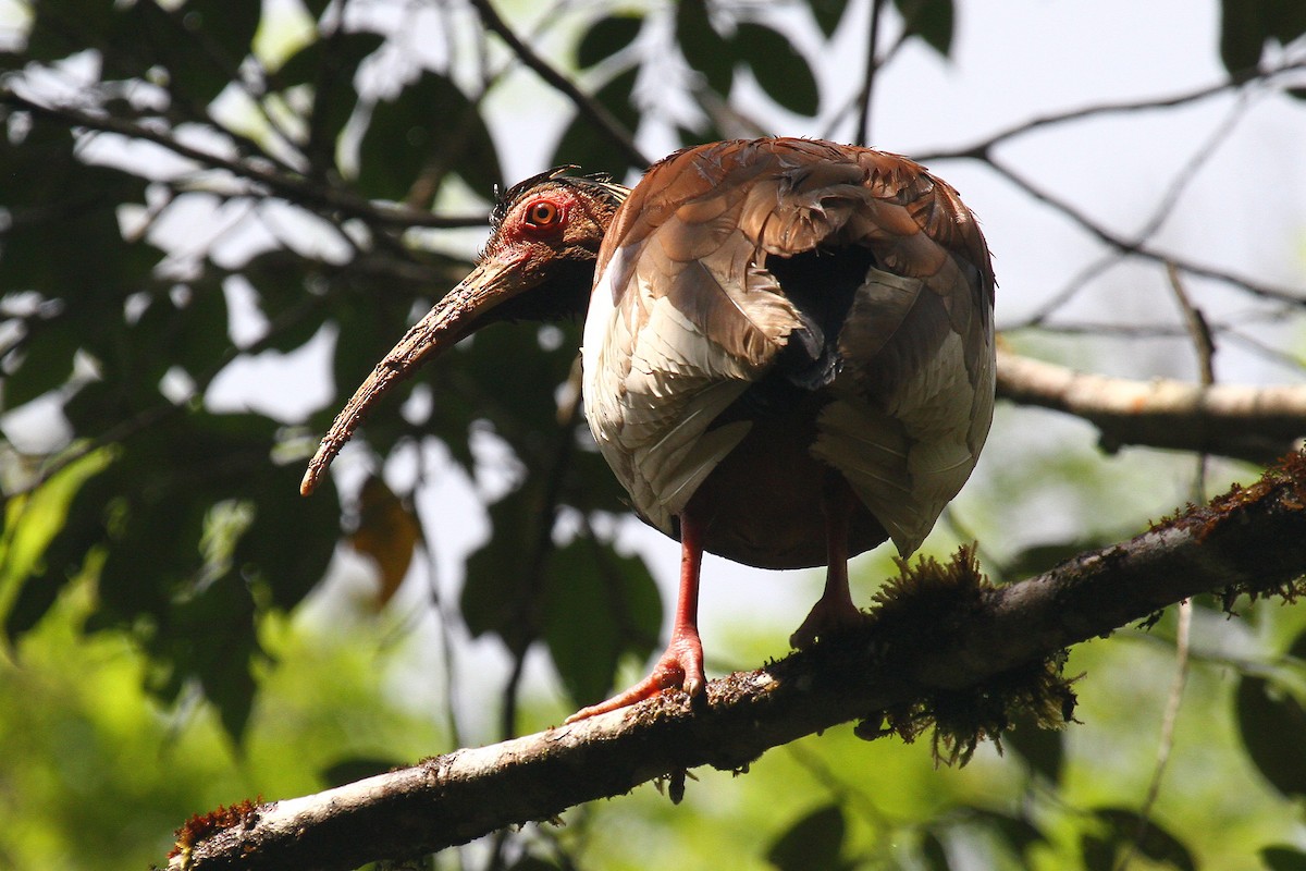 Madagascar Ibis - Daniel Danckwerts (Rockjumper Birding Tours)