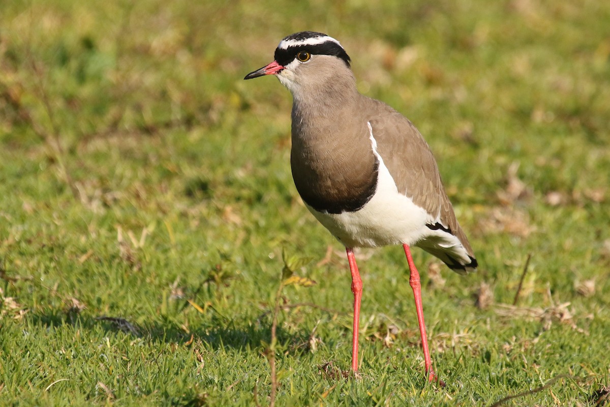 Crowned Lapwing - ML615460177