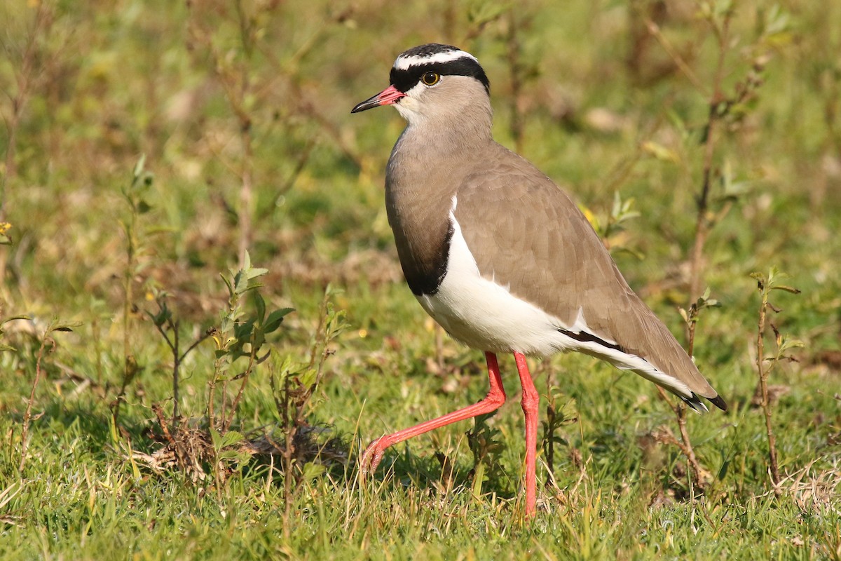 Crowned Lapwing - ML615460178