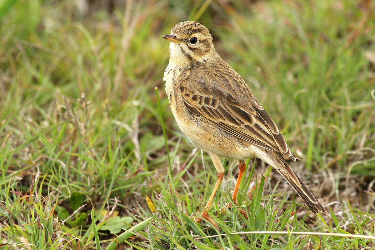 African Pipit - ML615460191