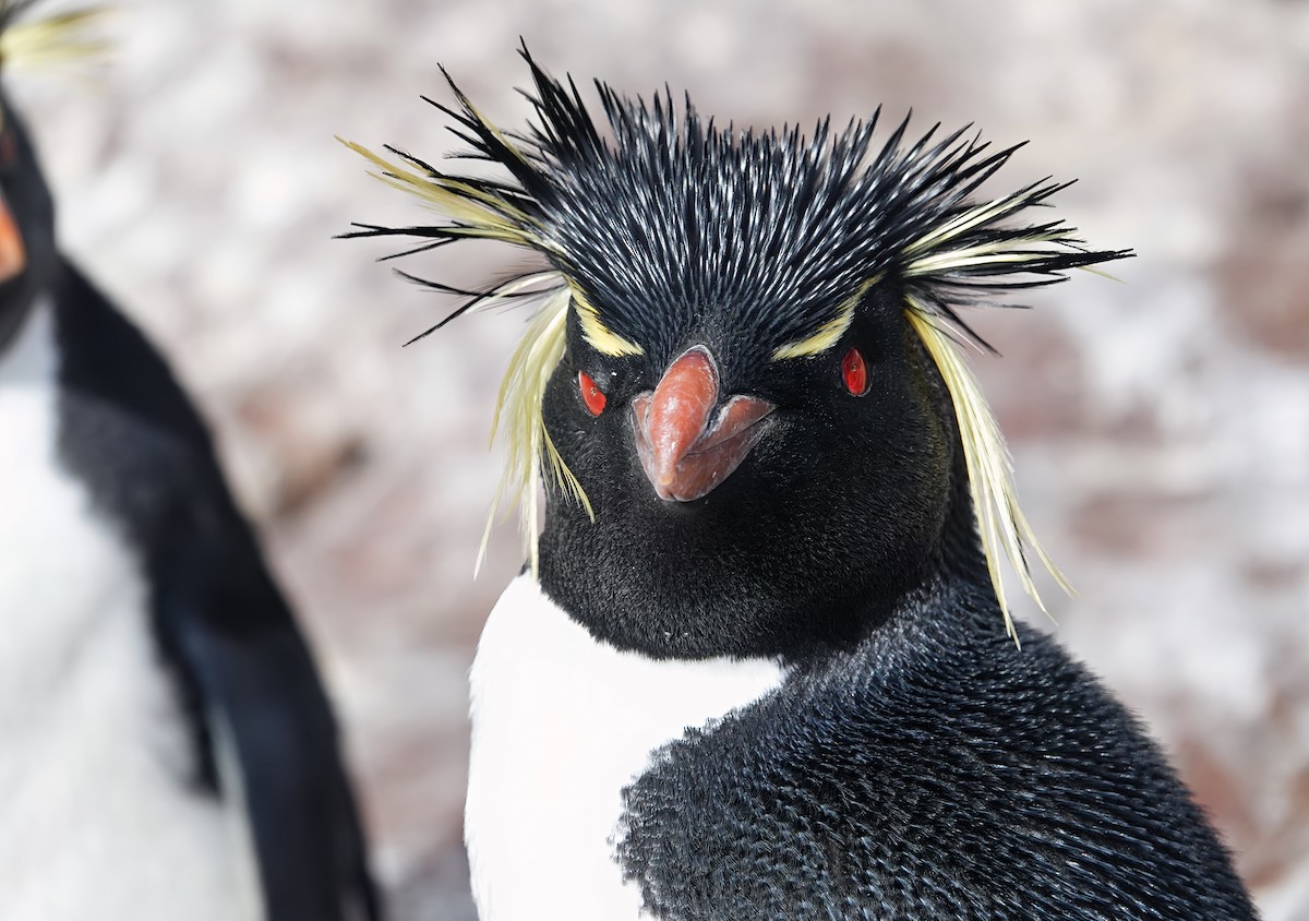 Southern Rockhopper Penguin - Chris Bell