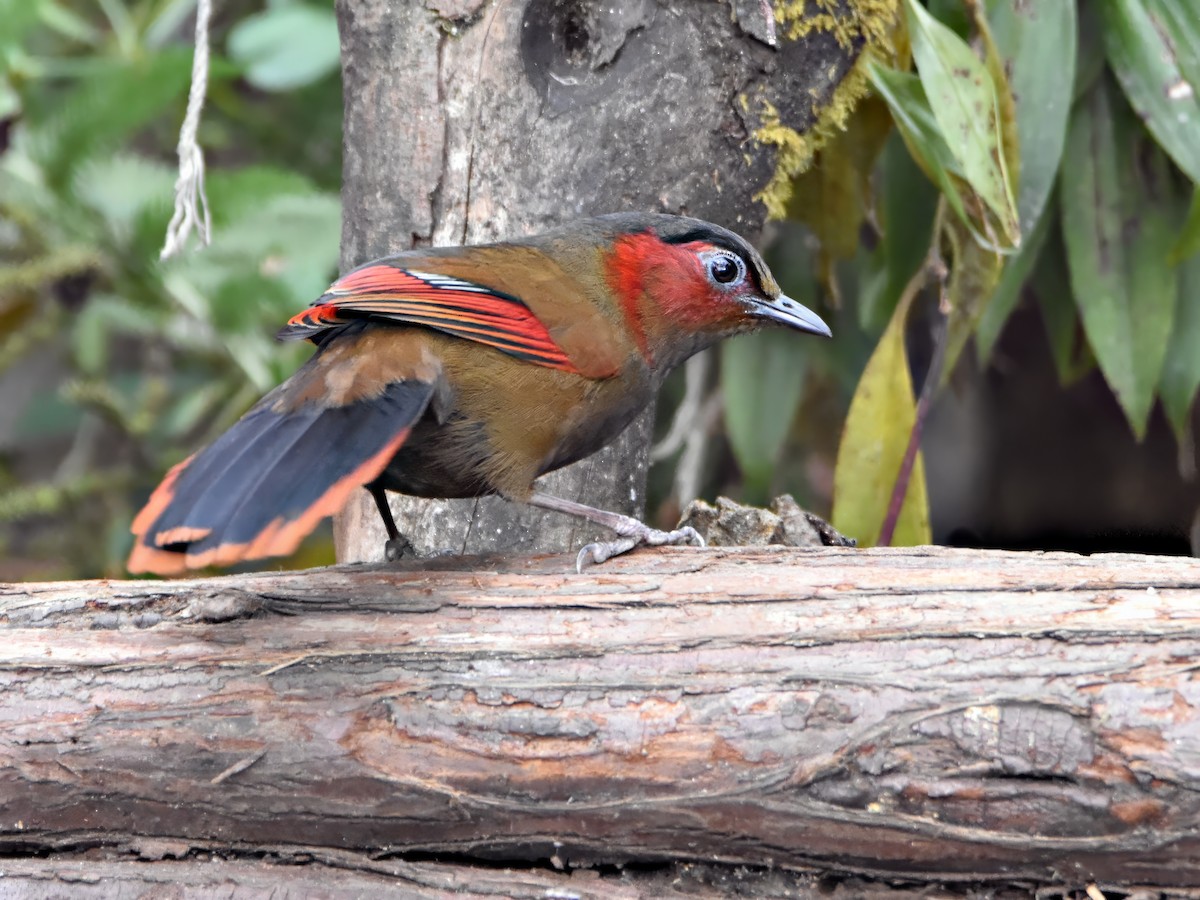 Red-faced Liocichla - ML615460400