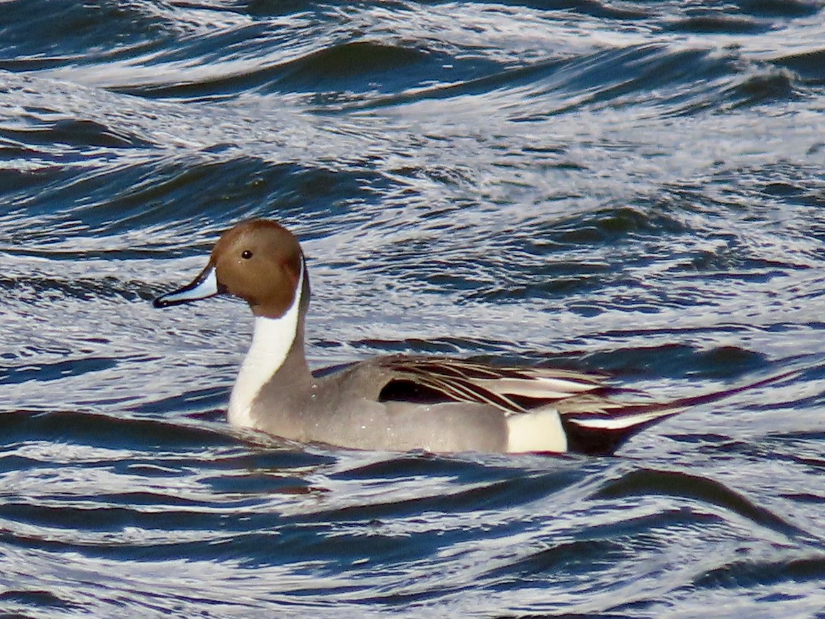 Northern Pintail - Greg Vassilopoulos