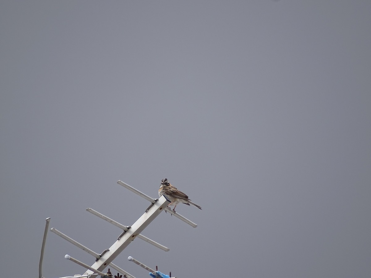 Rufous-collared Sparrow - ML615460580
