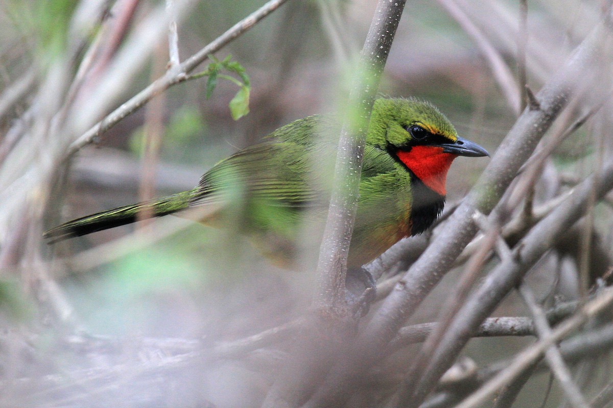 Four-colored Bushshrike - Daniel Danckwerts (Rockjumper Birding Tours)