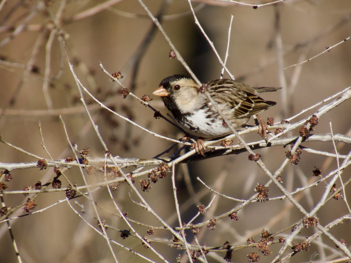 Harris's Sparrow - A Branch