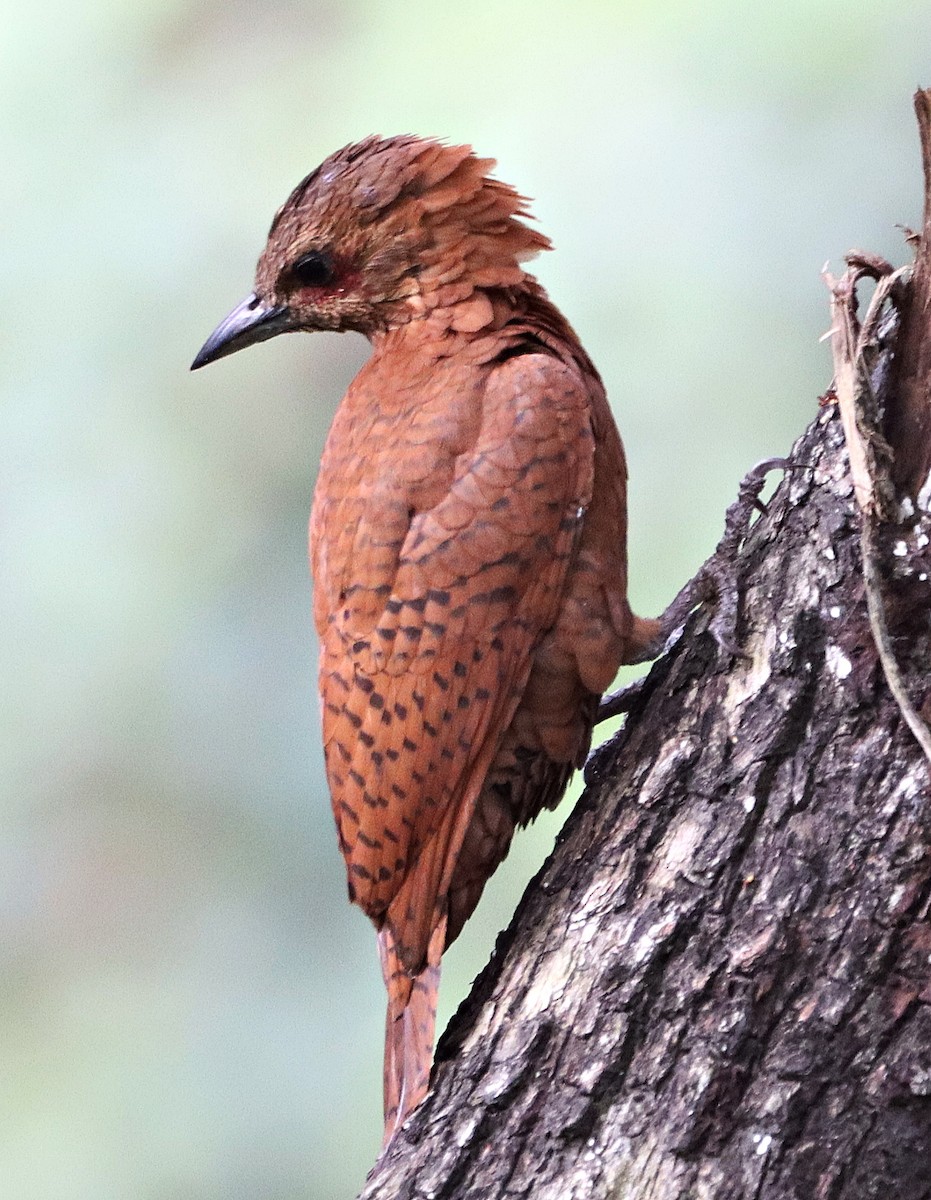 woodpecker sp. - subrata sarkar