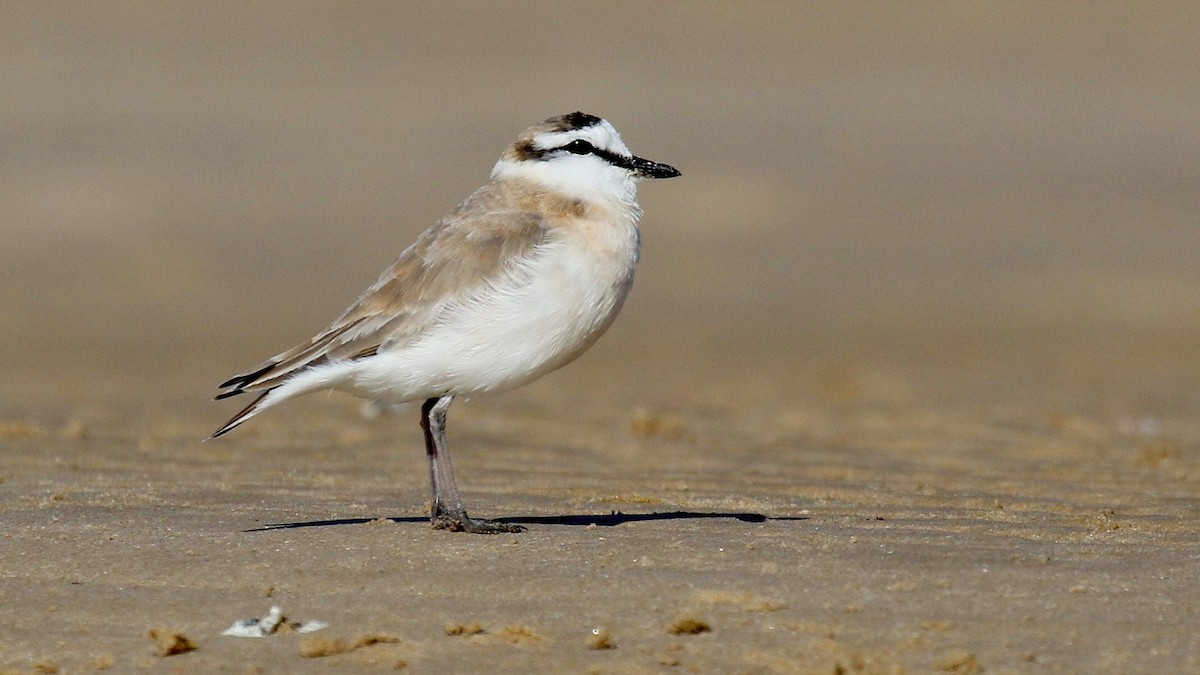 White-fronted Plover - ML615460846