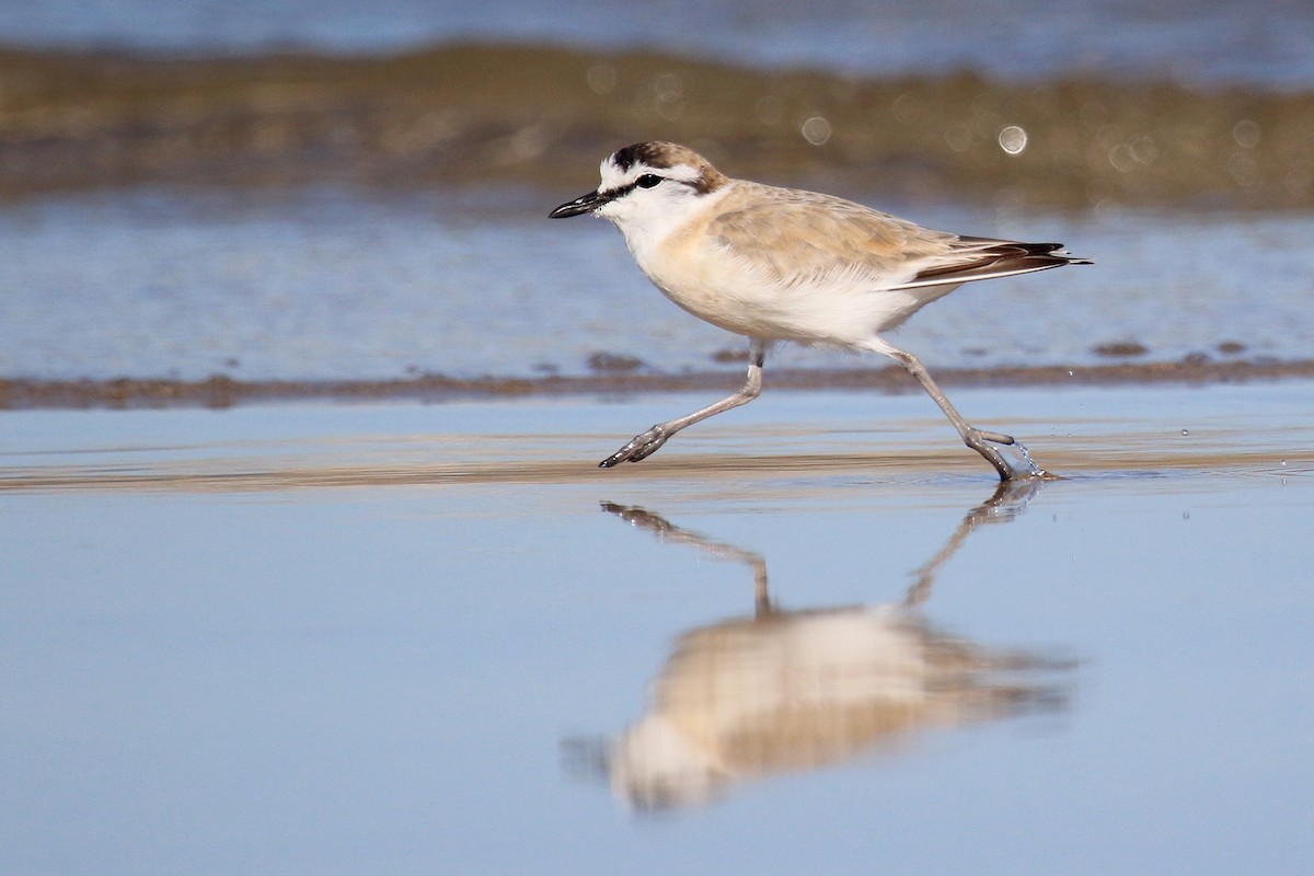White-fronted Plover - ML615460847