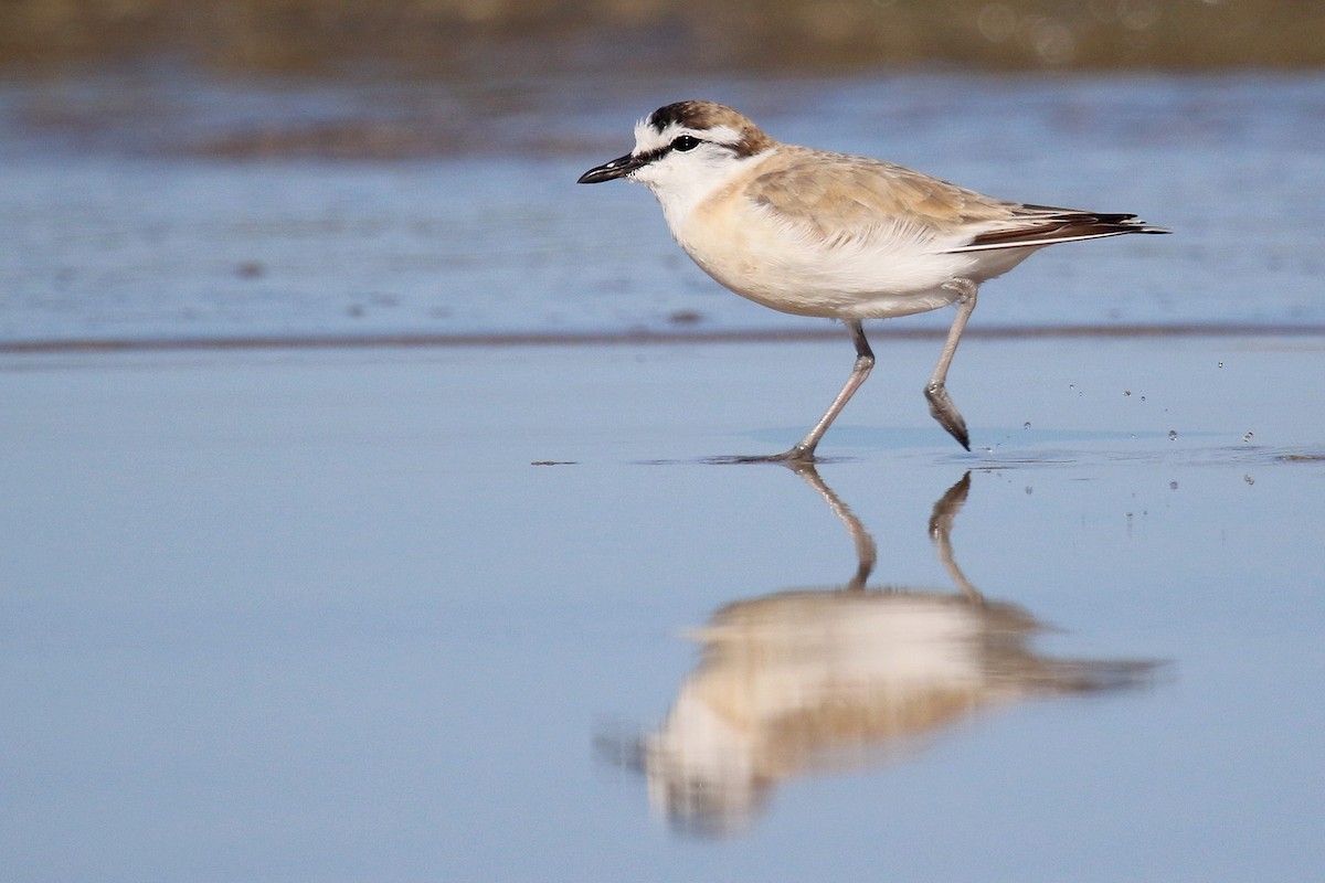 White-fronted Plover - ML615460849