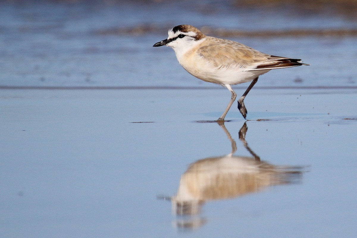 White-fronted Plover - ML615460850