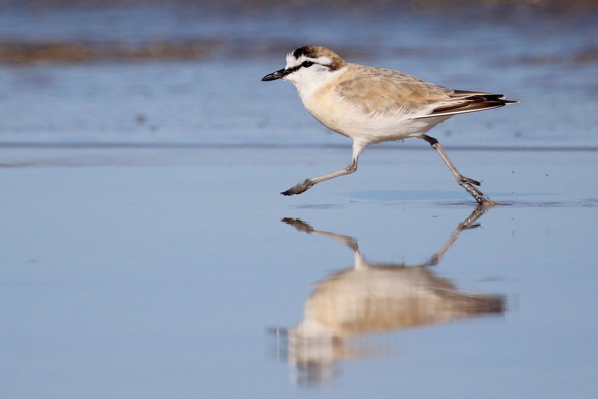 White-fronted Plover - ML615460851
