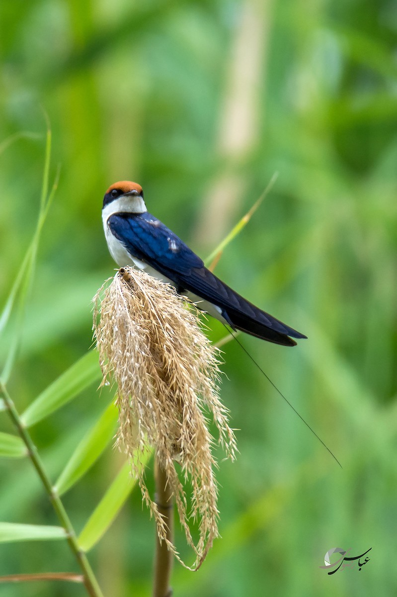 Wire-tailed Swallow - Abbas Rizvi