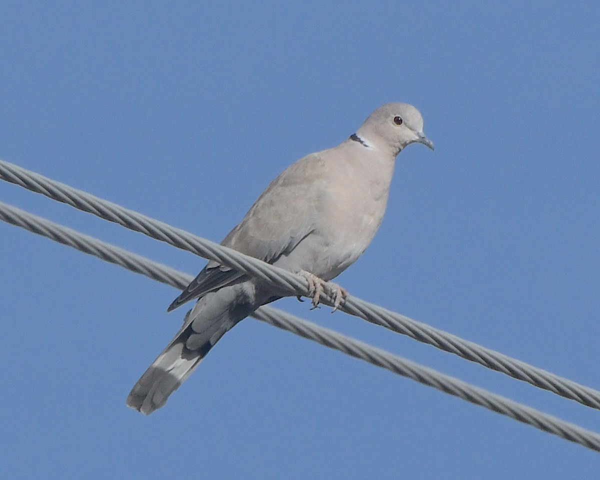 Eurasian Collared-Dove - Ted Wolff