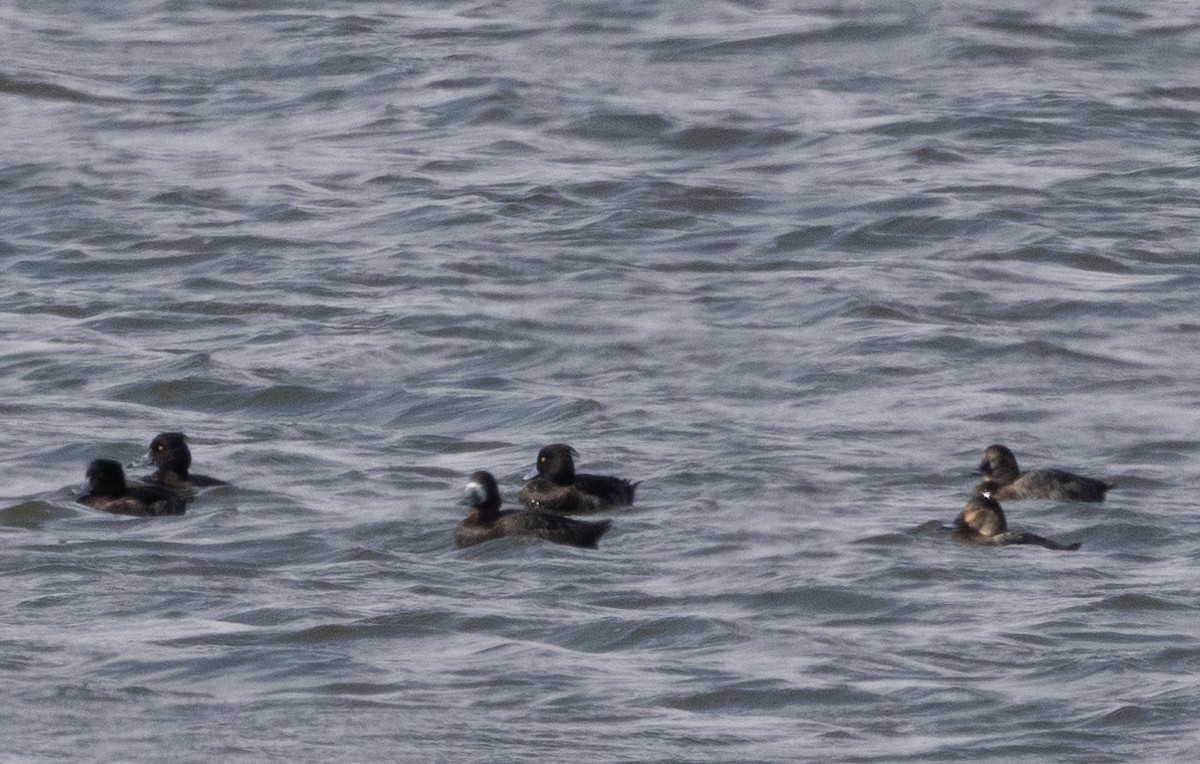 Greater Scaup - ML615461099